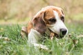 Beagle hound in the meadow