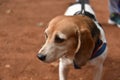 Beagle hound pet dog breed