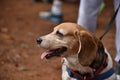 Beagle hound pet dog breed