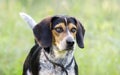 Beagle hound rabbit dog