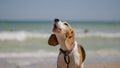 Beagle howling Royalty Free Stock Photo