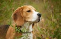 Beagle hunter dog lies quietly in the grass