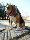 Beagle