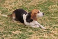 Beagle Hunting Dog. Royalty Free Stock Photo