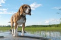 beagle hunting dog swims on the bow of the boat on the lake. against the blue sky, lake and forest.