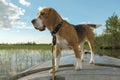 beagle hunting dog swims on the bow of the boat on the lake. against the blue sky, lake and forest. Royalty Free Stock Photo