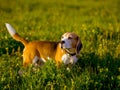 Beagle hunting dog for a walk in the field Royalty Free Stock Photo