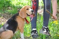 Beagle hunting dog, young puppy Royalty Free Stock Photo