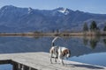 Beagle at lake Eichsee near Kochel