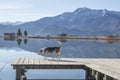 Beagle at lake Eichsee near Kochel