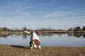 Beagle at lake Eichsee near Kochel