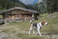 Beagle and idyllic Soinalm Royalty Free Stock Photo