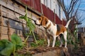 beagle investigating a scent near a rustic wooden fence