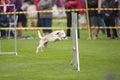 Beagle jumping on agility