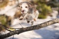 Beagle jumping over fallen tree