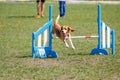 Dog jumping over hurdle in agility competition Royalty Free Stock Photo