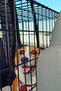 Beagle in Kennel