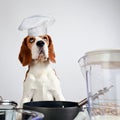 Beagle in kitchen Royalty Free Stock Photo