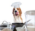 Beagle in kitchen Royalty Free Stock Photo