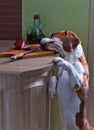 Beagle in kitchen Royalty Free Stock Photo