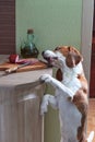 Hungry beagle steals sausage from the table Royalty Free Stock Photo