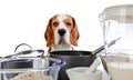 Beagle in kitchen Royalty Free Stock Photo