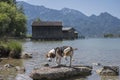 Beagle on Kochel lake