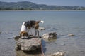 Beagle on Kochel lake