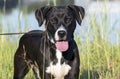 Beagle Labrador mixed breed dog outdoors by lake on leash