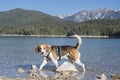 Beagle at lake Eibsee