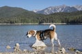 Beagle at lake Eibsee