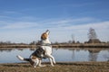 Beagle at lake Eichsee near Kochel