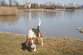 Beagle at lake Kochel