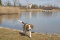 Beagle at lake Kochel