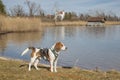 Beagle at lake Kochel