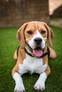 Beagle laying down on the grass Royalty Free Stock Photo