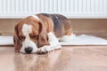 Beagle lays near a warm radiator