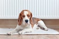 The Beagle lays near a warm radiator