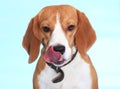 Beagle licking nose on blue backdrop