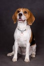 Beagle lies on a gray background