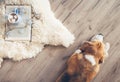 Beagle lies on the laminat floor near the sheepskin carpet with