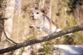 Beagle on a long jump over the branch