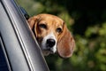 Beagle Looking from Car Window