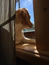 Beagle looking out the window. Royalty Free Stock Photo
