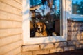 Beagle looking through the window Royalty Free Stock Photo
