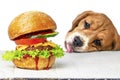 beagle looks and licks his mouth on an appetizing burger