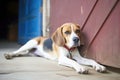 beagle lying down at the threshold of a barn door