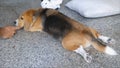 Beagle lying while owner fondle its body