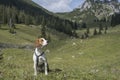 Beagle in the Mangfall Mountains Royalty Free Stock Photo