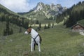 Beagle in the Mangfall Mountains Royalty Free Stock Photo